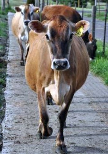 A Jersey cow heads back to the pasture after evening milking at an organic dairy farm in Oregon. Pho