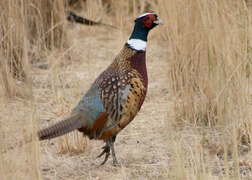 Photo of pheasant by Rick Swart, ODFW.
