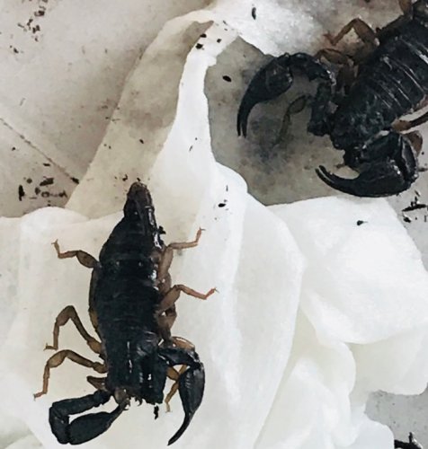 Scorpions Brought to Keizer Fire Station
