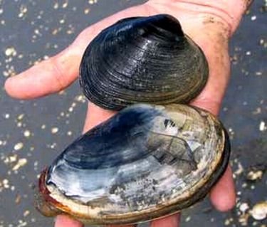 About 16 million razor clams inhabit the 18-mile stretch of beach located between the Columbia River