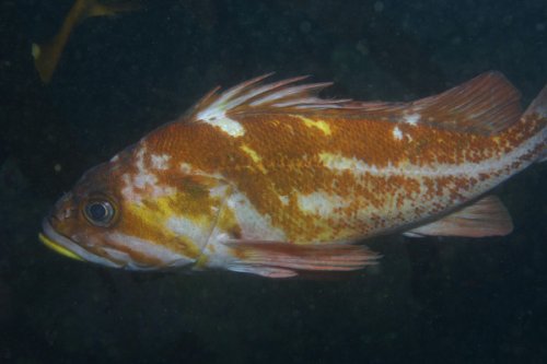 Copper Rockfish Photo Facebook: Fish Index