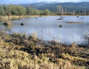 The Oregon Health Authority has lifted a health advisory issued August 5 for Walterville Pond, locat