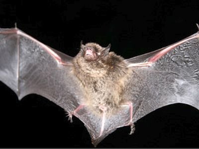 With the warm weather returning to the mid-Willamette Valley over the weekend, Oregon public heath officials are warning of the likely contact between humans, pets, and bats. Photo Courtesy: ODFW
