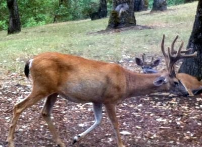 This black-tailed deer, which appears fatigued, died west of Roseburg just a few days after this photo was taken. It was one of the deer that later tested positive for EHD. Photo Courtesy: ODFW
