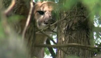 A recent cougar sighting in the small Oregon community of Stayton has some residents on edge, and po